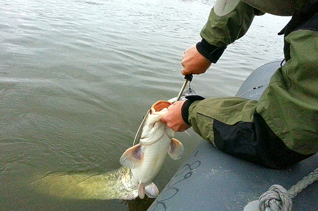 Złów i wypuść - www.catchandrelease.pl - Catch & release