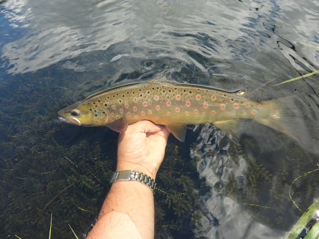 Złów i wypuść - www.catchandrelease.pl - Catch&Release