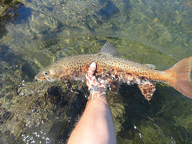 Złów i wypuść - www.catchandrelease.pl - Catch&Release