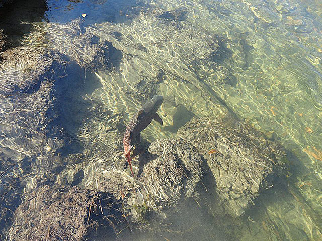 Złów i wypuść - www.catchandrelease.pl - Catch&Release