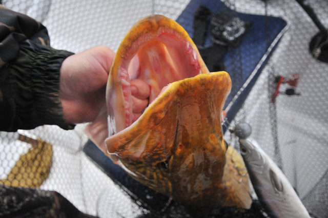 Złów i wypuść - www.catchandrelease.pl - C&R