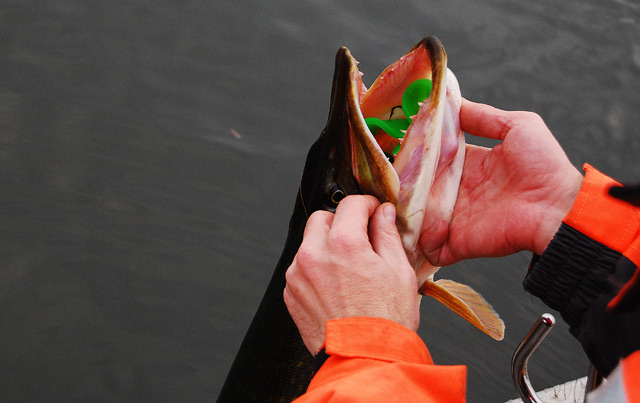 Złów i wypuść - www.catchandrelease.pl - Catch & release