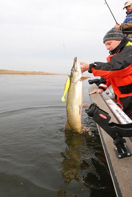 Złów i wypuść - www.catchandrelease.pl - Catch & release