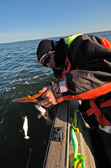 Catch and release - www.catchandrelease.pl - Złów i wypuść