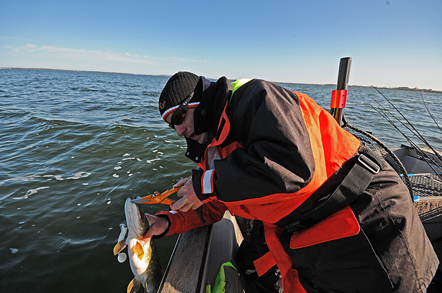 Catch and release - www.catchandrelease.pl - Złów i wypuść