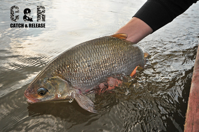 Złów i wypuść - www.catchandrelease.pl - Catch & Release