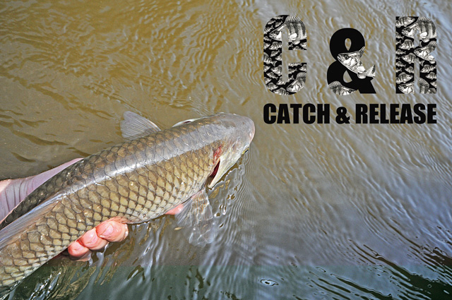 Złów i wypuść - www.catchandrelease.pl - Catch & Release