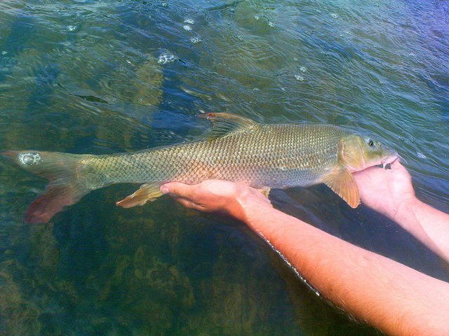 Złów i wypuść - www.catchandrelease.pl - Catch and release