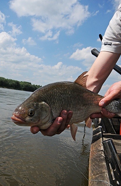 Złów i wypuść - www.catchandrelease.pl - Catch & Release